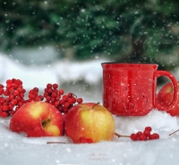 Майские яблочки 2022