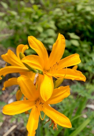 Майские яблочки 2023