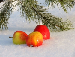 Апрельские яблочки 2026